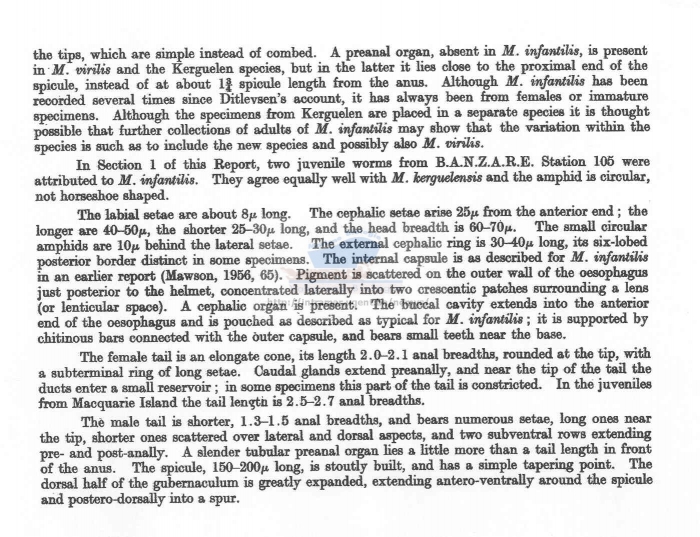 Mesacanthion infantilis