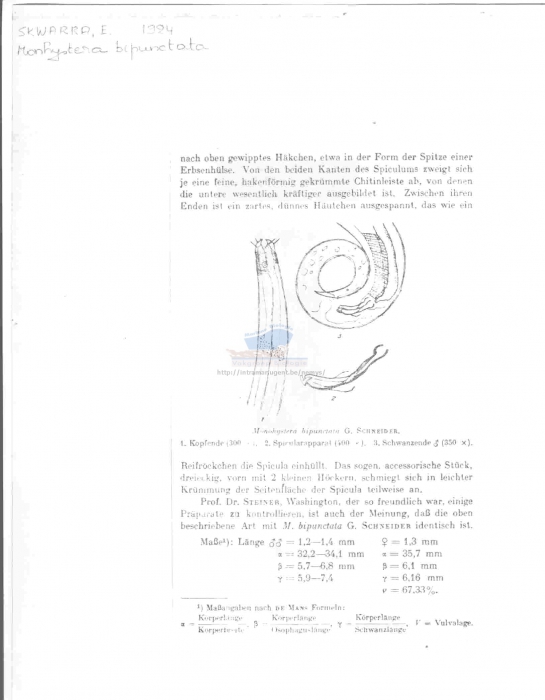 Monhystera bipunctata