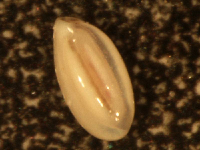 Quinqueloculina Quinqueloculina