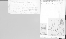 Scan taken from personal notes of H. Nouvel stored at CNRS La Rochelle (France) by Jean Paul Lagardere.