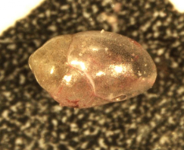 Globobulimina auriculata Globobulimina auriculata