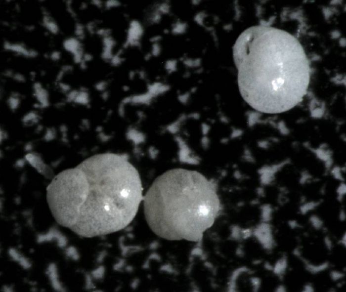Cassidulina reniforme Cassidulina reniforme