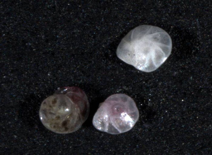 Islandiella norcrossi Islandiella norcrossi
