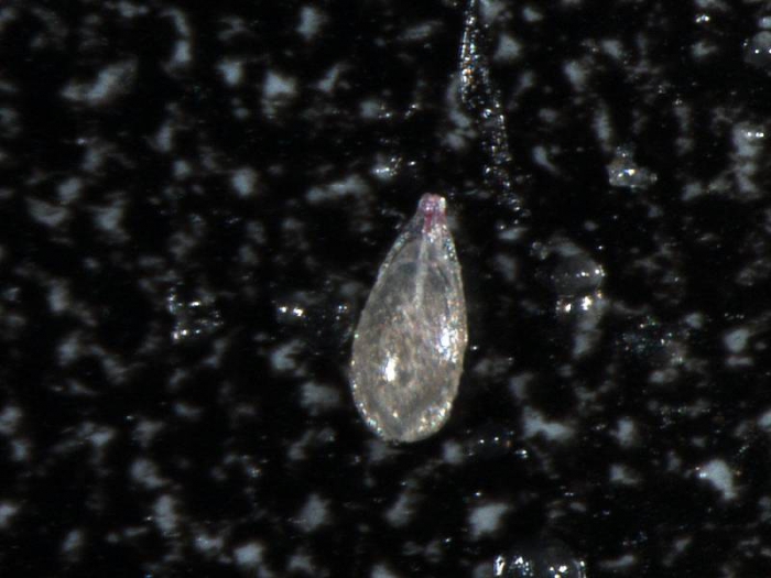 Fissurina subformosa Fissurina subformosa