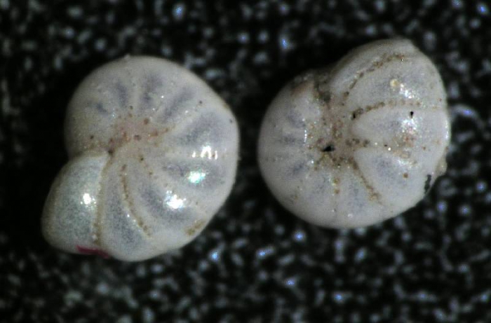 Elphidium bartletti Elphidium bartletti