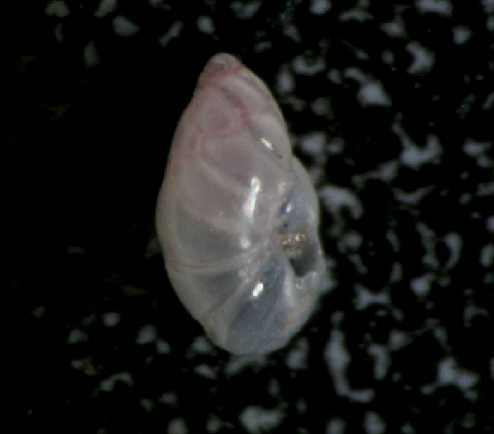 Robertina arctica Robertina arctica