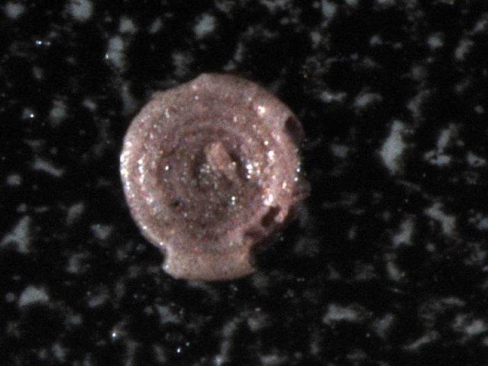 Ammodiscus Ammodiscus