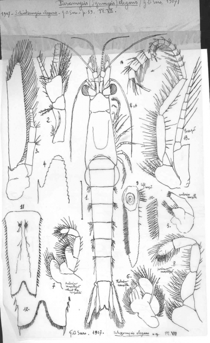 Schistomysis elegans