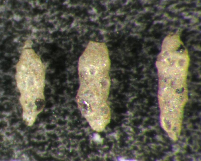 Reophax Reophax