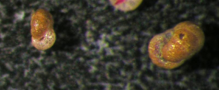 Recurvoides turbinatus Recurvoides turbinatus