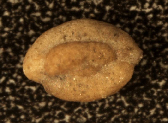 Quinqueloculina ex gr. agglutinans Quinqueloculina ex gr. agglutinans