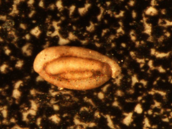 Quinqueloculina stalkeri Quinqueloculina stalkeri
