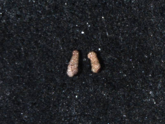 Spiroplectammina biformis Spiroplectammina biformis