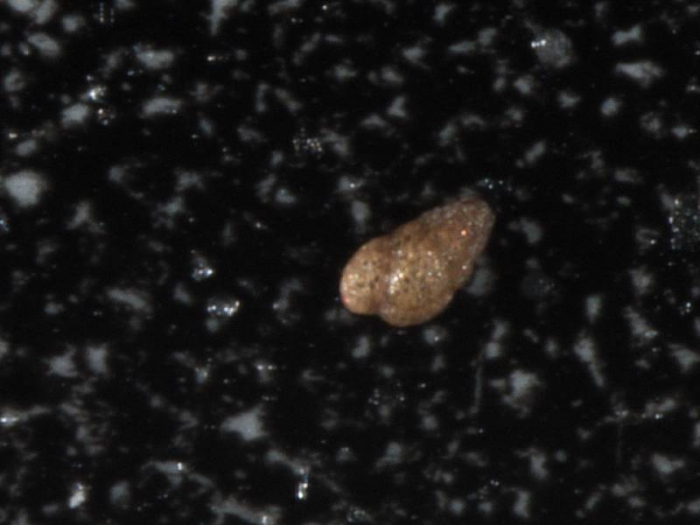 Verneuilina arctica Verneuilina arctica