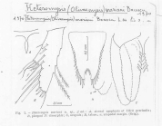 Scan taken from personal notes of H. Nouvel stored at CNRS La Rochelle (France) by Jean Paul Lagardere.