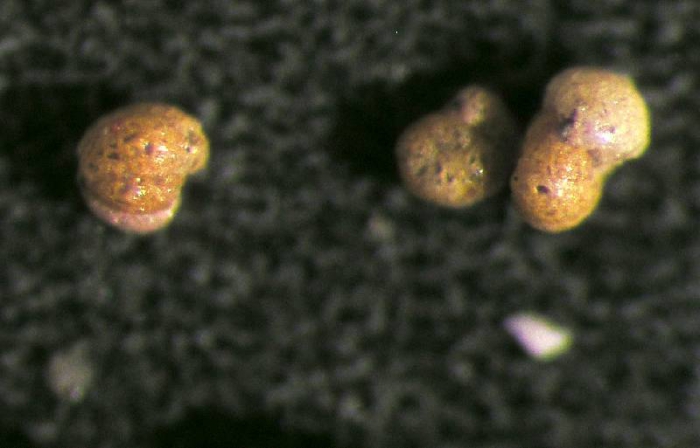 Adercotryma glomerata Adercotryma glomerata