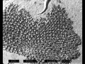 Cheilostomatida