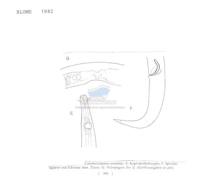 Calomicrolaimus arenarius