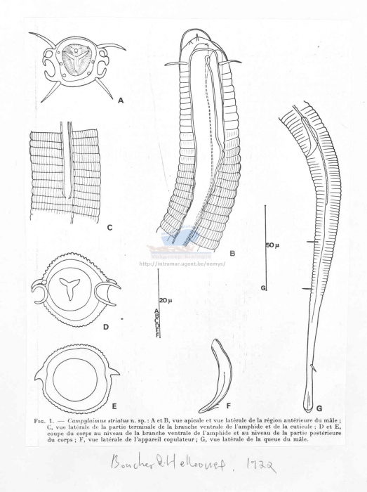 Campylaimus striatus