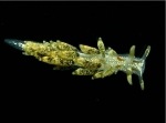 Nudibranchia