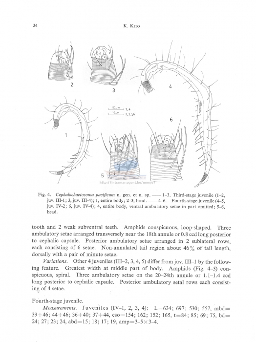 Cephalochaetosoma pacificum notium