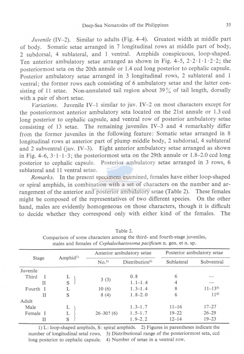 Cephalochaetosoma pacificum notium