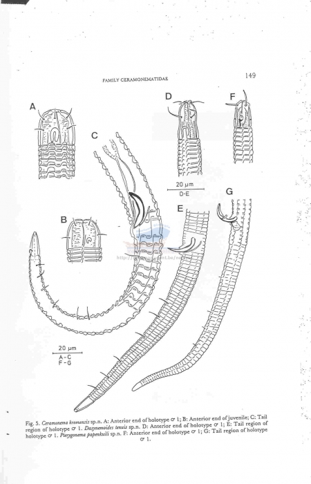 Ceramonema kromensis