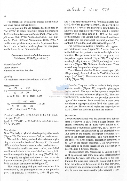 Cervonema tenuicaudatum