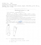 Cheironchus brachyuris