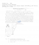 Cheironchus conicaudatus