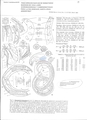 Nematode file-library of the Marine Biology Section (Ghent University, Belgium)