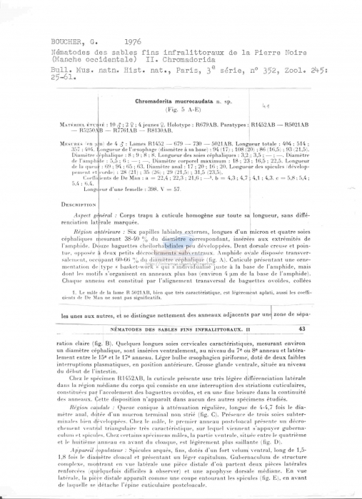 Chromadorita mucrocaudata