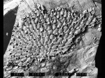 Bryozoa