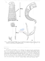 Nematode file-library of the Marine Biology Section (Ghent University, Belgium)