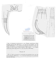Nematode file-library of the Marine Biology Section (Ghent University, Belgium)