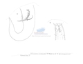 Nematode file-library of the Marine Biology Section (Ghent University, Belgium)