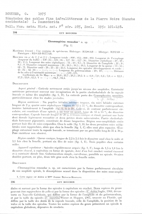 Chromaspirina renaudae