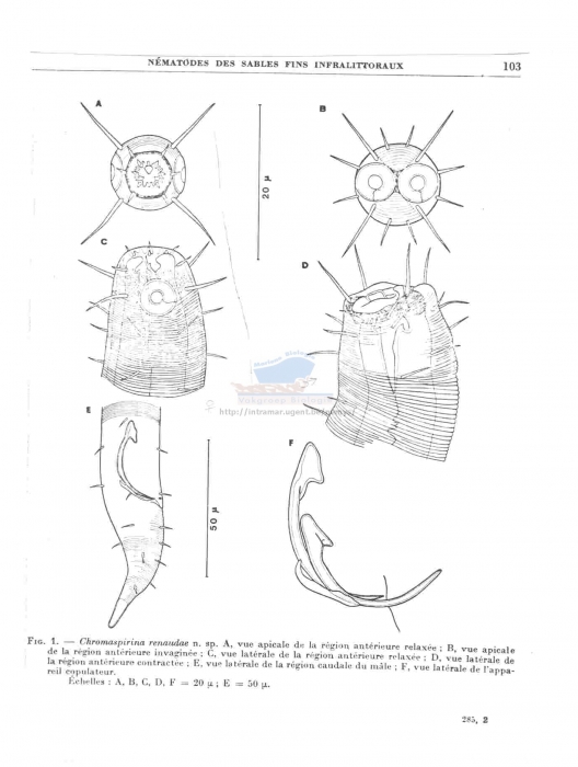 Chromaspirina renaudae