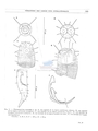 Nematode file-library of the Marine Biology Section (Ghent University, Belgium)