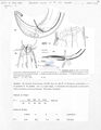 Nematode file-library of the Marine Biology Section (Ghent University, Belgium)