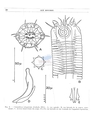 Nematode file-library of the Marine Biology Section (Ghent University, Belgium)