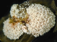 Celleporella hyalina