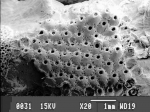 Bryozoa
