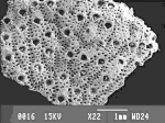 Cheilostomatida