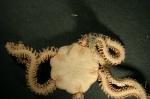 Echinodermata (Echinoderms)