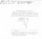 Anguimonhystera ampliceps