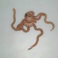 Ophiuroidea (brittle stars)