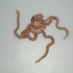 Ophiuroidea (brittle stars)