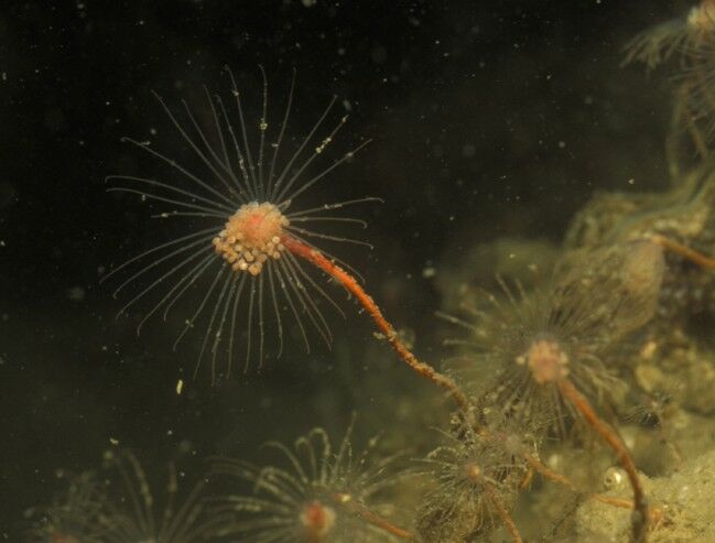 Tubularia indivisa Linnaeus, 1758