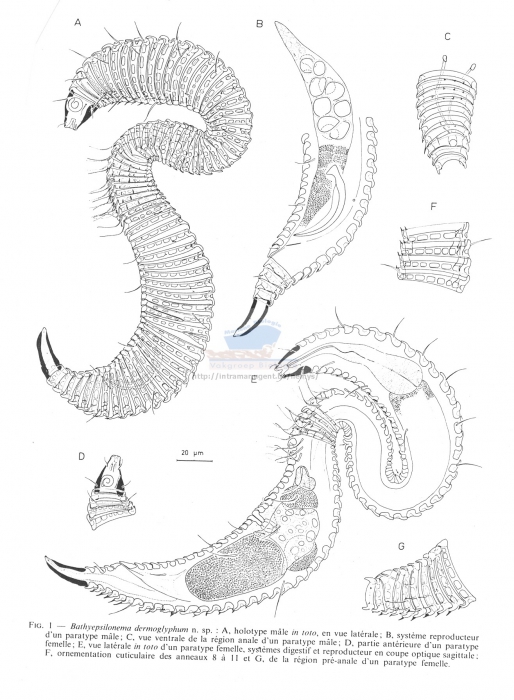Bathyepsilonema dermoglyphum